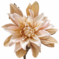 Dahlia Art Tree Beige #1 (Inclusief vaas)